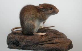 The kiore, Pacific rat or Polynesian rat is was intentionally transported by Polynesian voyagers and is an important marker of migration patterns.