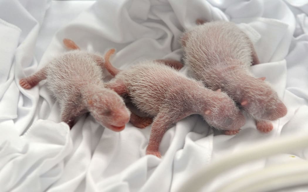 The triplet cubs were born in July.