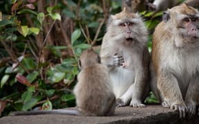 long tail macaque monkey trade
