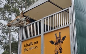 Kevin in the trailer ready to head off to Hamilton Zoo.