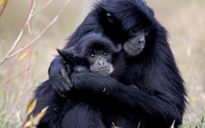 Two of Orana Wildlife Park's Siamang Gibbon apes.