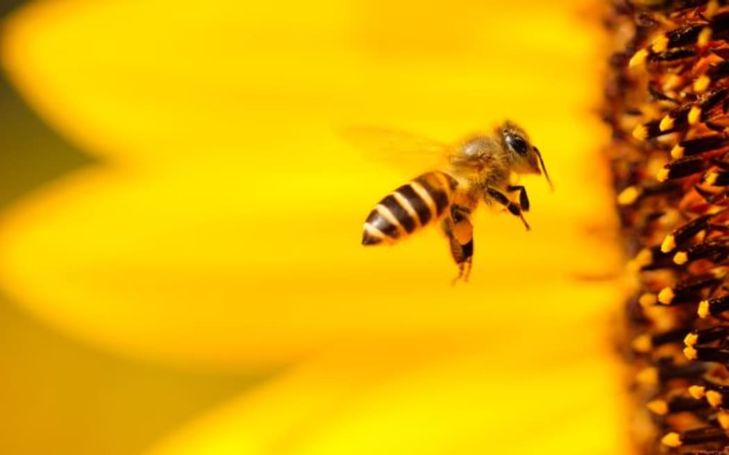 Bee happy