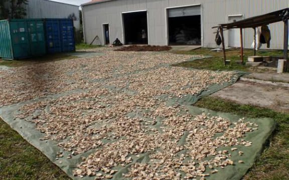 Kava wholesale premises in Vanuatu.