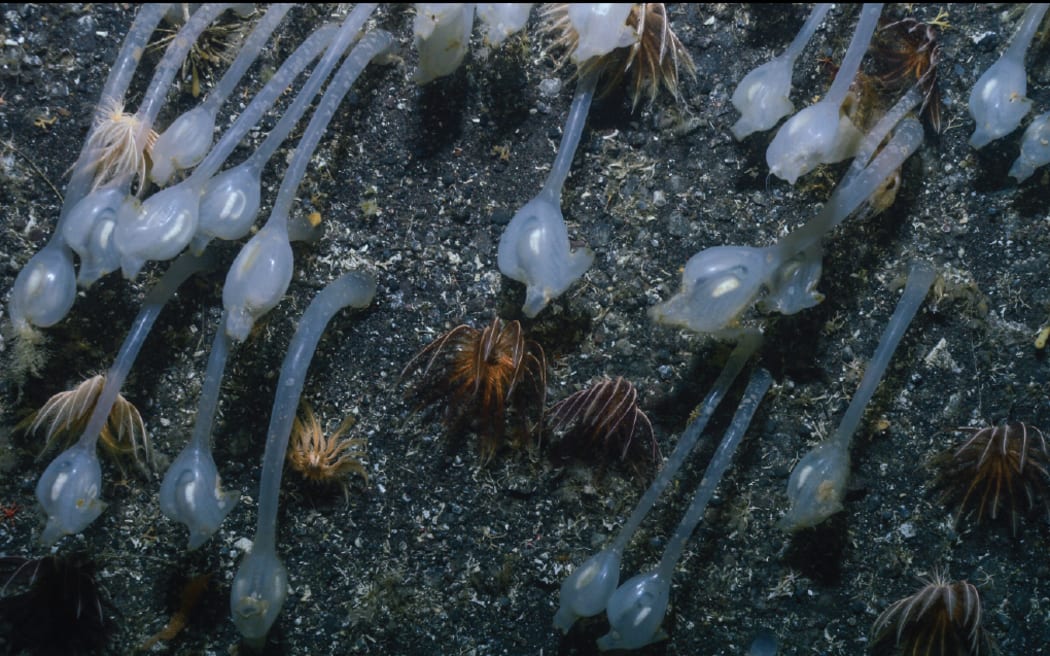 translucent stalked tulip shaped creatures growing out of the sea floor
