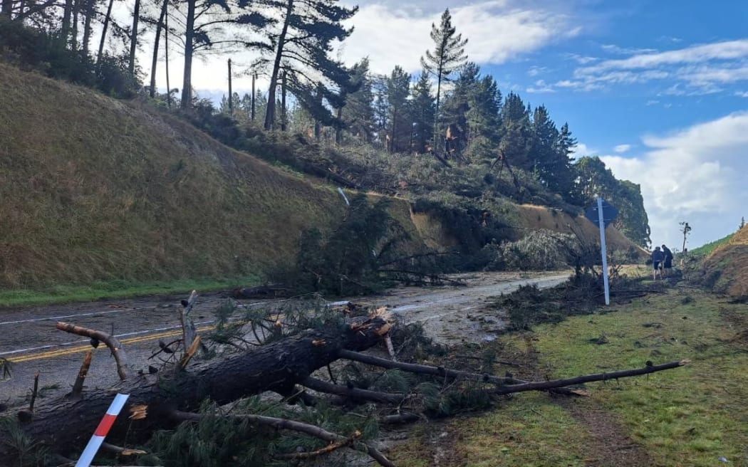 Pine trees along the Coastal Highway (State Highway 60) were thrown onto the road in the tornado that hit on Easter Monday 2023.