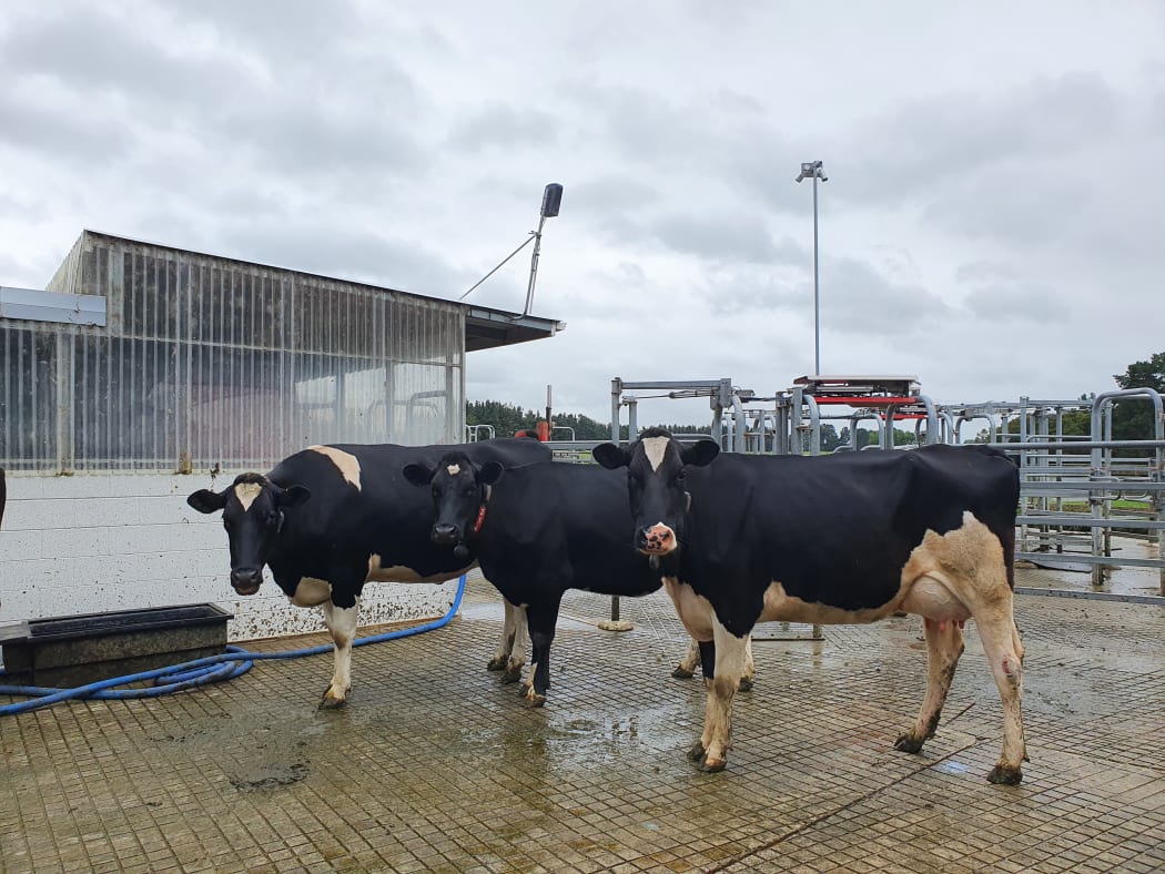 The cows come up to the cow shed for milking any time of the day or night