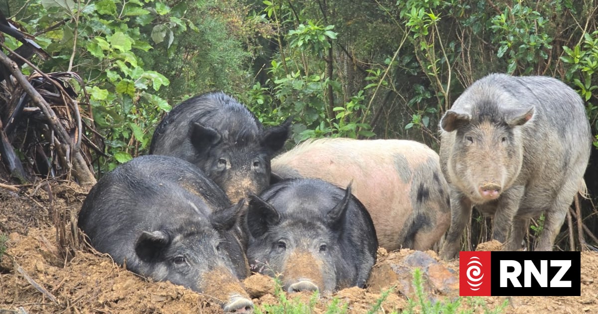 Rush to desex pigs rehomed after alleged murder as boars break in