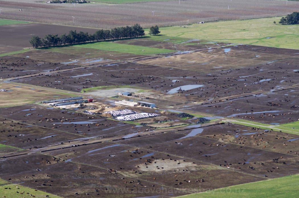 A feedlot in Waipawa.