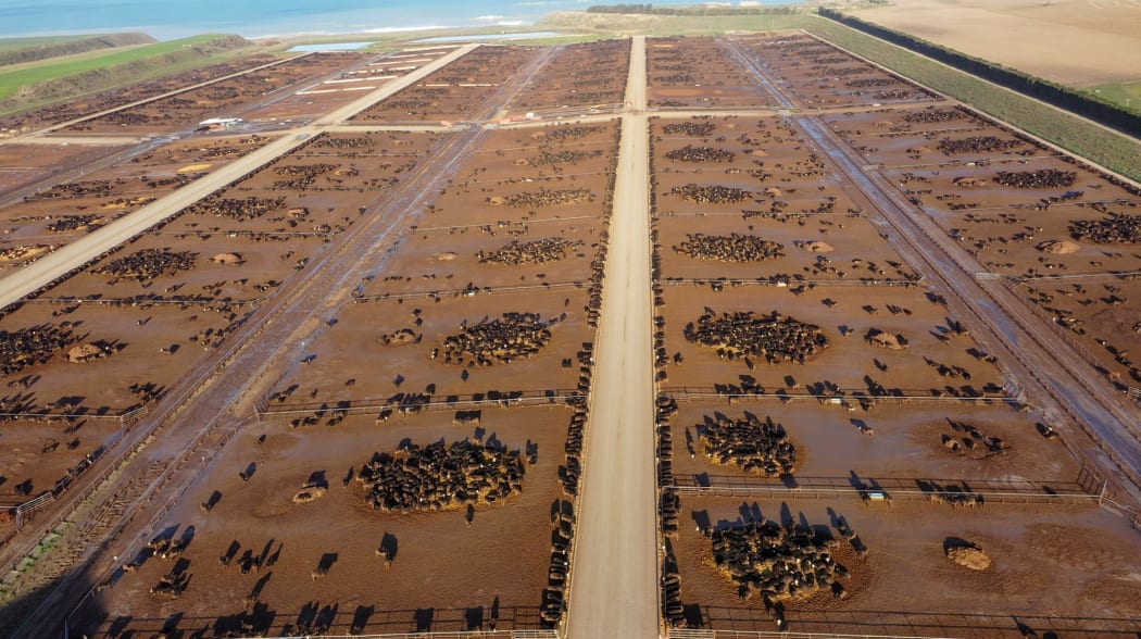 An environmentalist has slammed the ANZCO-owned Five Star Beef feedlot.