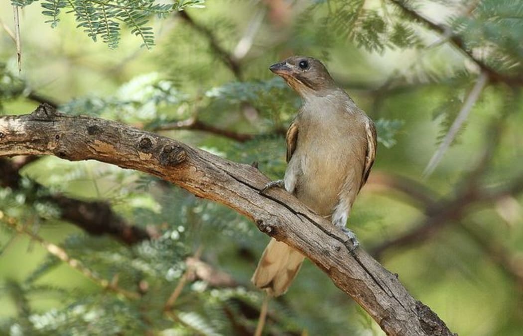 Lesser honeyguide Indicator minor