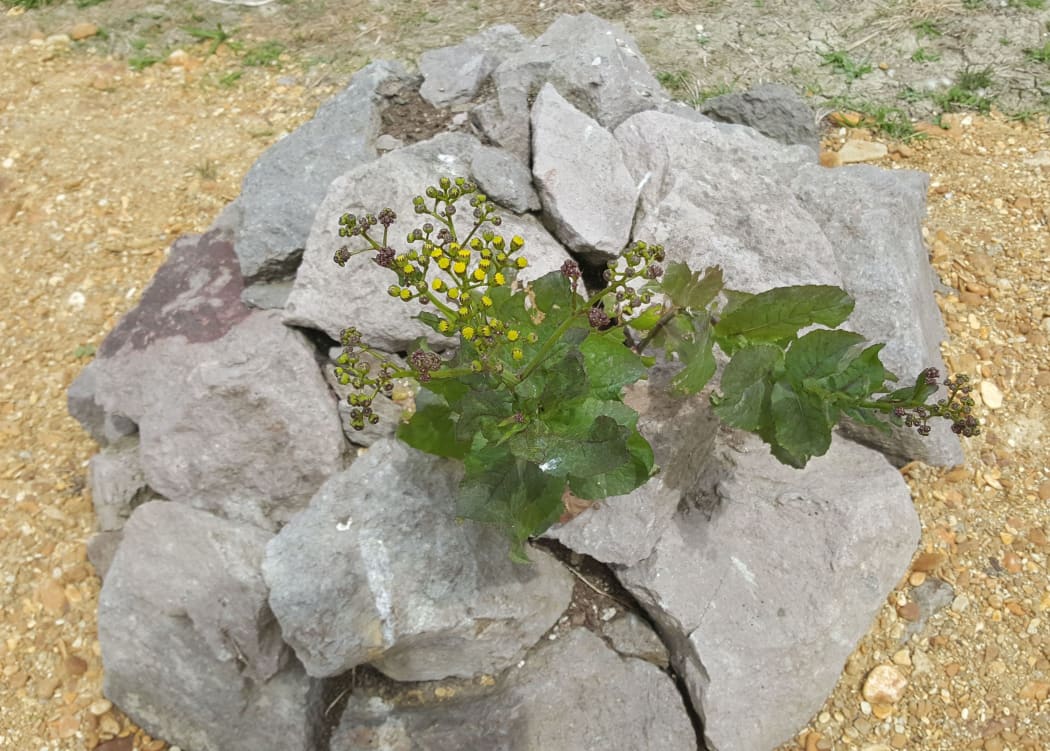 Senecio banksii was collected by Banks and Solander in Anaura Bay.