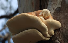 Pūtawa - bracket fungus