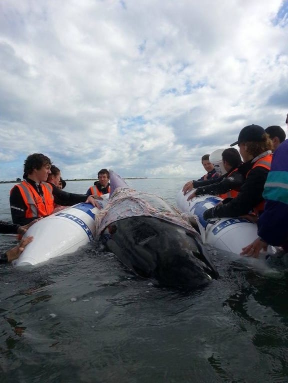 Rescuers try to save the whales.