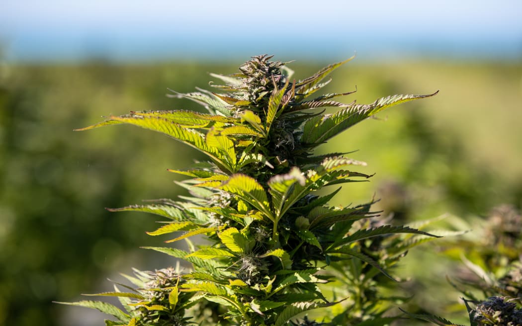 Puro cannabis farm in Kēkerengū, between Blenheim and Kaikōura.
can also use as generic weed pic