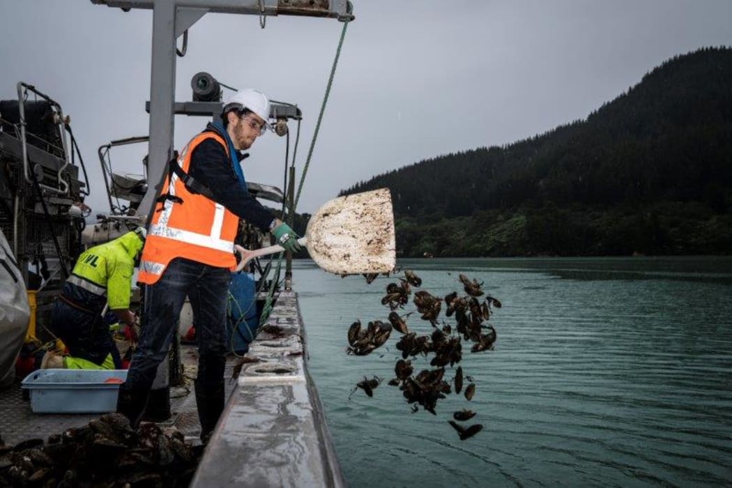 NIWA and University of Auckland PhD student Trevyn Toone deploying harvested mussels in Pelorus Sound.