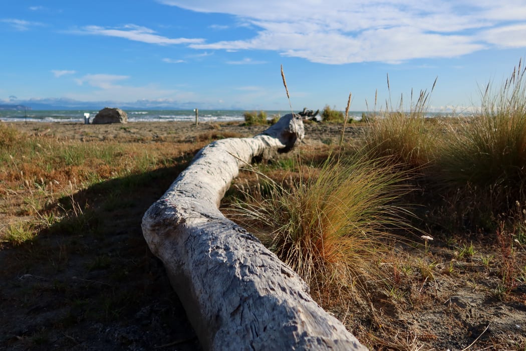 The log barricade at Marfells Beach is about 15m long