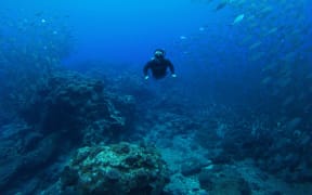 A snorkeler diving through a large school of fish at a coral reef