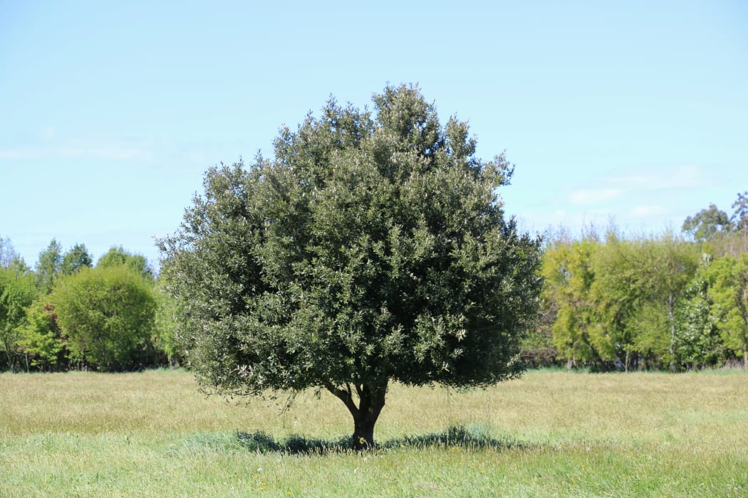 A cork oak tree on Vanya Maw's farm