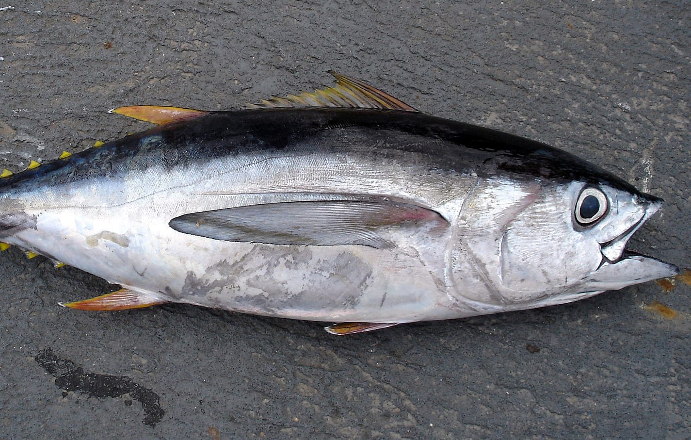 a Big eye tuna