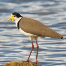 Photo for Spur-winged plover