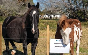 Grazing a horse in Opotiki could soon become a privilege not a right as the council moves to consult with the public on a total ban.