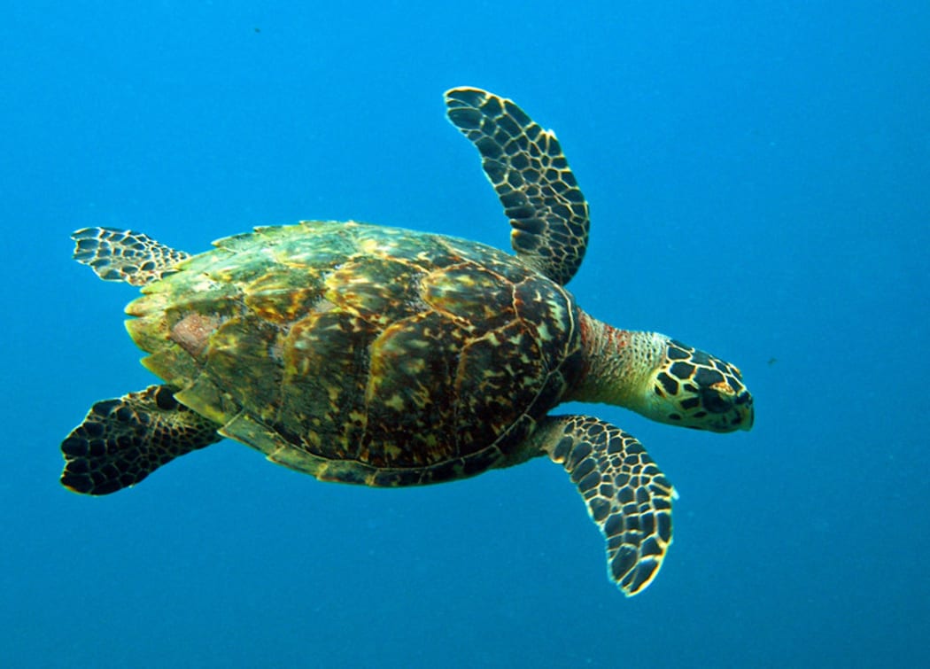 Green sea turtle