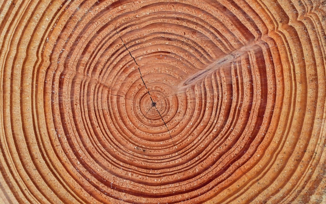 Annual rings on a Douglas fir tree trunk, 21 April 2022, in Germany.