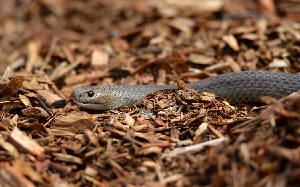 A deadly Australian eastern brown snake, photographed in a Sydney suburb in 2012.