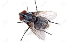 house fly