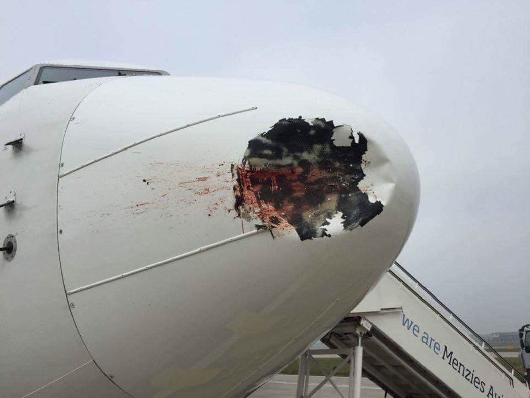 A bird struck the Boeing 737-800 on its way into Heathrow Airport.