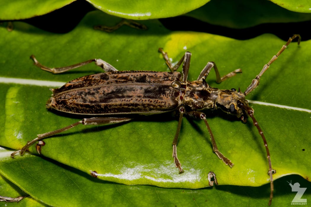Spiny Longhorn beetle