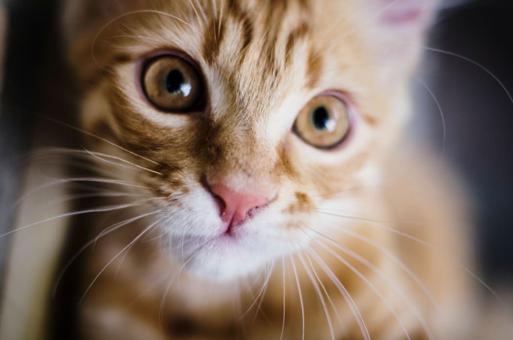 ginger kitten