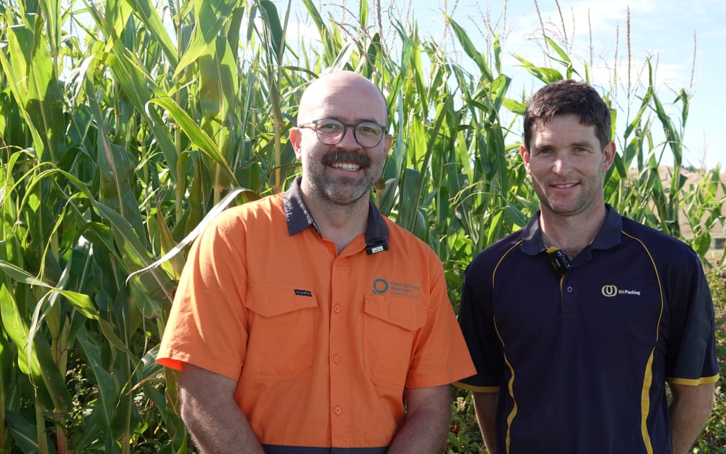 Plant and Food Research scientist Dr Eduardo Dias de Oliveira and NH Packing grower Hamish Thomas in front of a healthy maize crop.