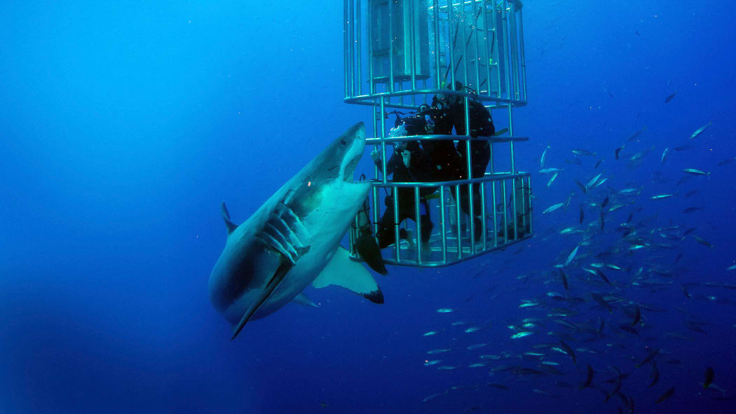 Shot from 'Shark Lockdown' featuring Clarke Gayford