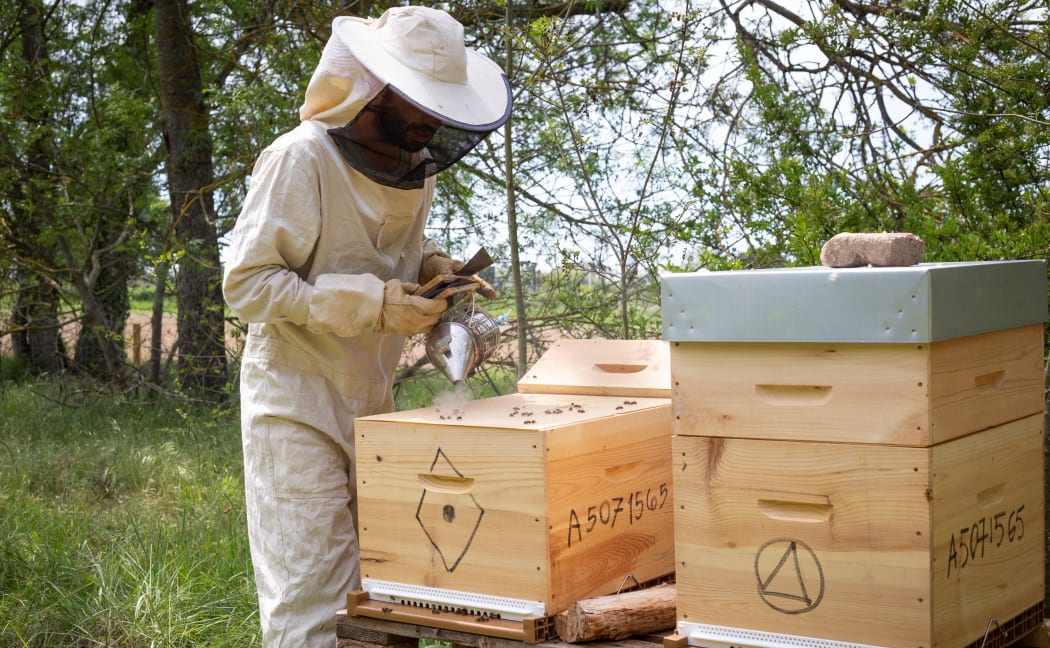 A beekeeper works and opens his hives to check the honey production. Photograph by Arnaud Chochon / Hans Lucas.