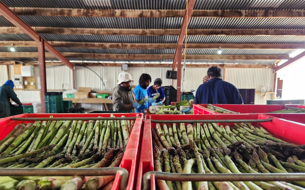 Mangaweka Asparagus employs a team of 60 workers from Vanuatu