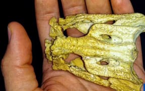 Miniature crocodile roamed Queensland 13.5 million years ago