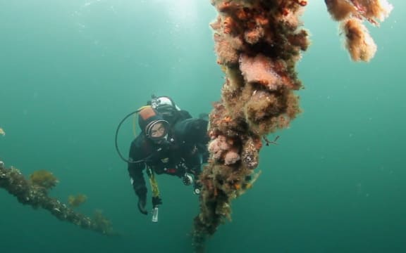 Invasive seaweed Undaria in Fiordland