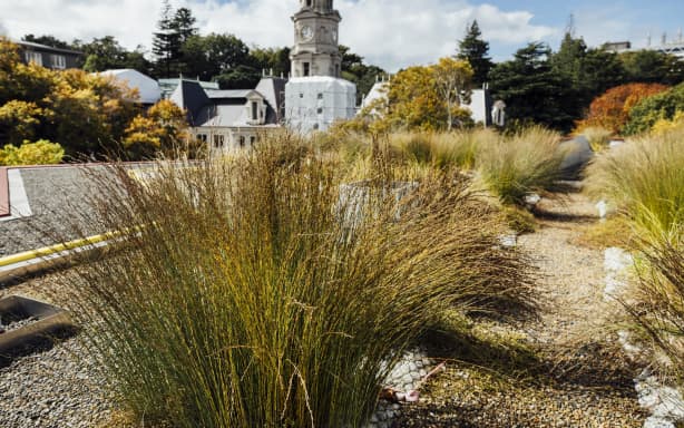 Living roof project could provide green shoots for Auckland's concrete ...