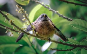 Predator Free Wellington said its efforts to eliminate predators have led to a doubling of native bird life in the Miramar Peninsula.