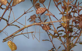 Nationally critical Tepakiphasma ngatikuri mating