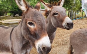 Donkeys at Fossil Creek farm