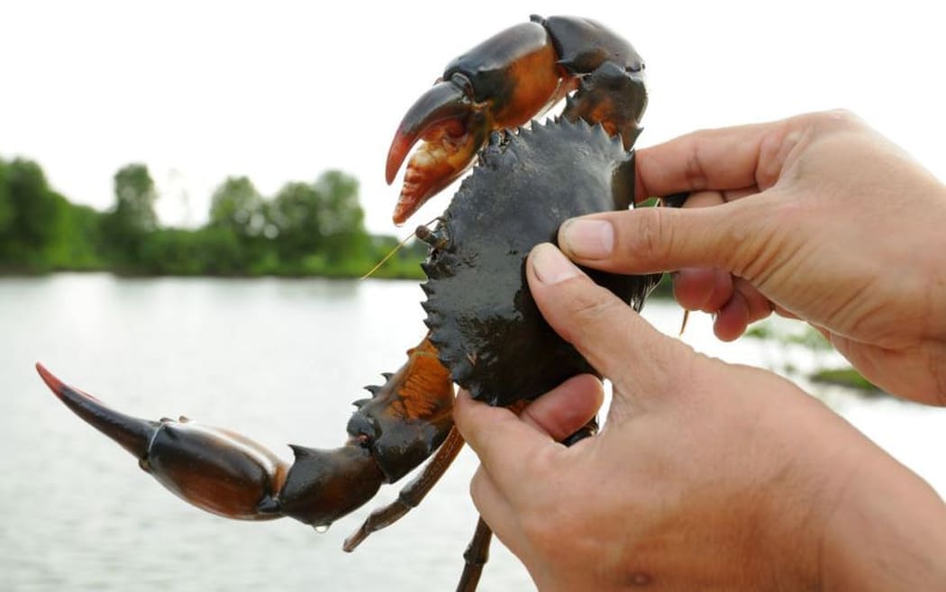 hand holding crab