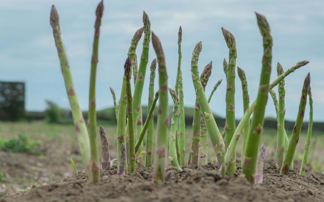 Asparagus growing in Horowhenua