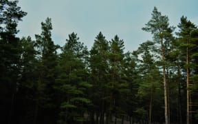 Pine trees