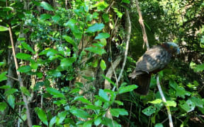 A female kākā in Abel Tasman National Park.