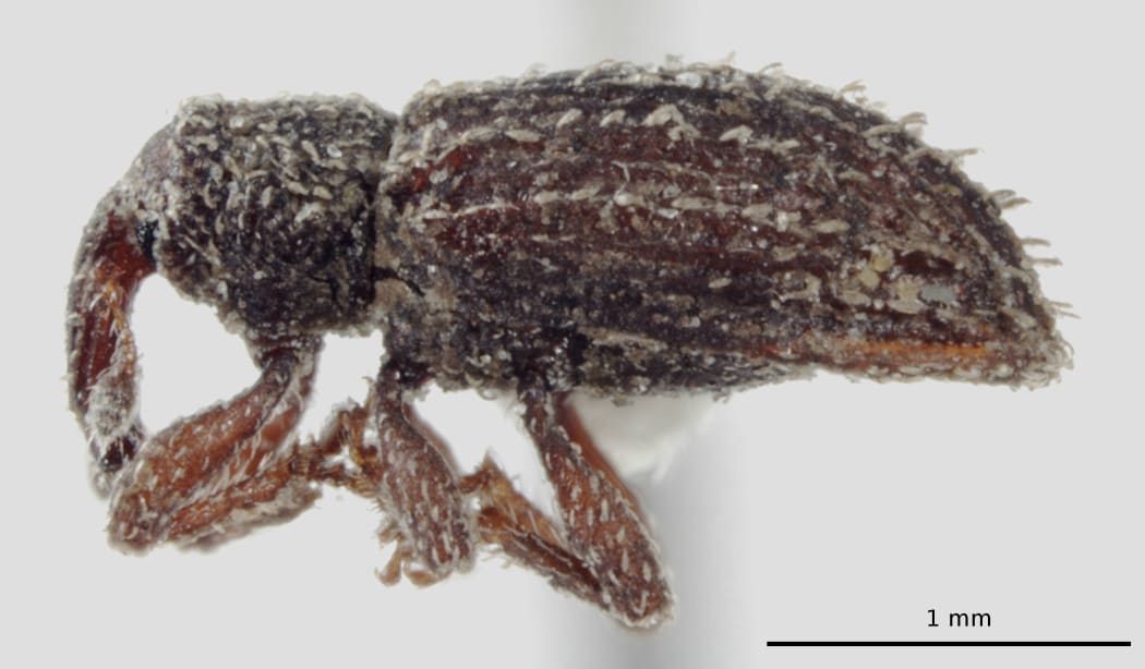 The European weevil was recently identified in New Zealand for the first time.