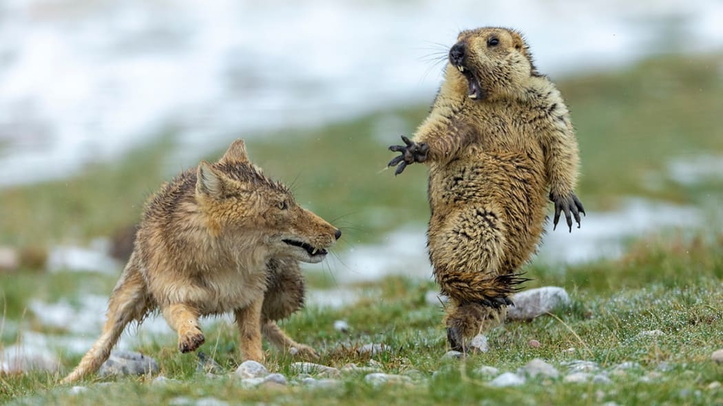 This photo of the moment before a fox snatched a marmot won Yonqing Bao top prize in the Wildlife Photographer of the Year for 2019.