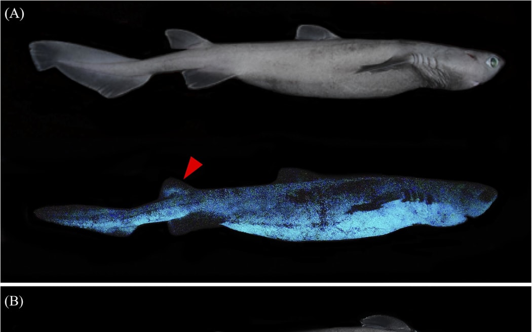 Kitefin Shark