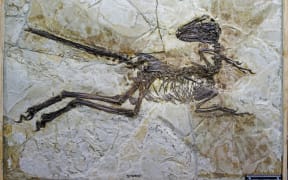 The fossilised skeleton of the dinosaur clearly shows its quill-like feathers.